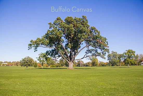 Buffalo Olmsted Parks Conservancy
